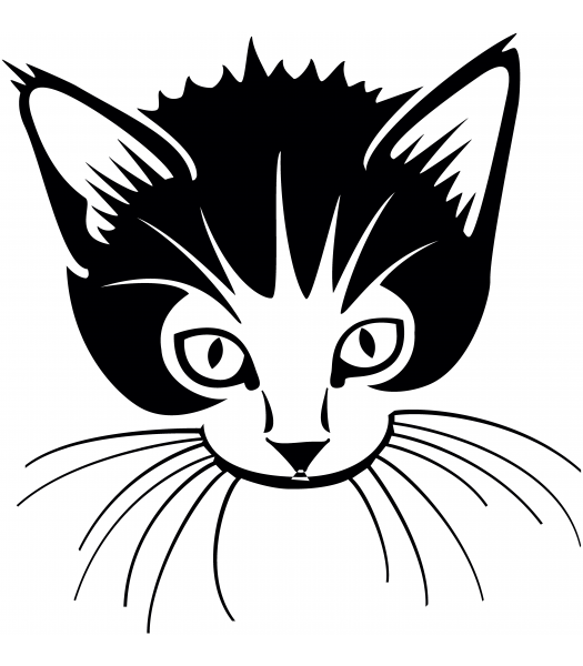 Kat - Dieren & Natuur