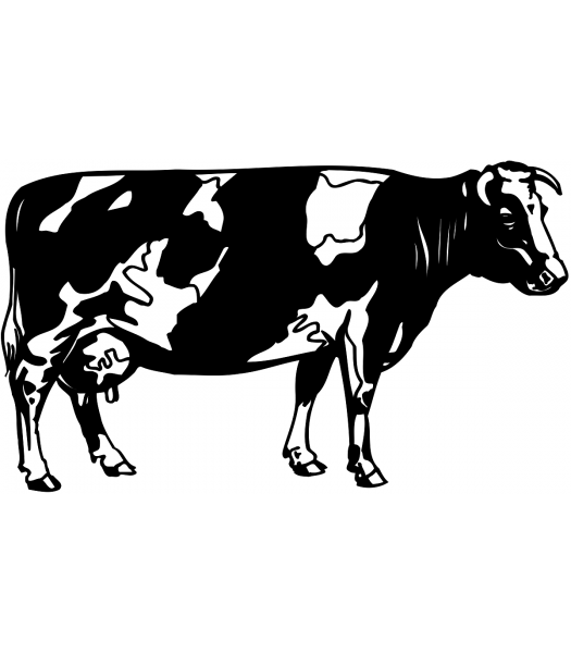 Koe2 - Dieren & Natuur