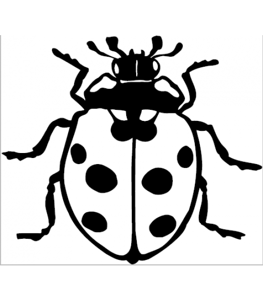 Lieveheersbeestje - Dieren & Natuur