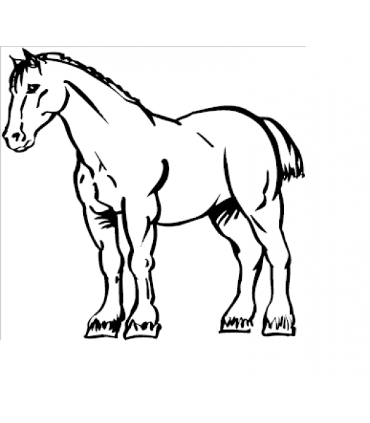 Paard10 - Dieren & Natuur