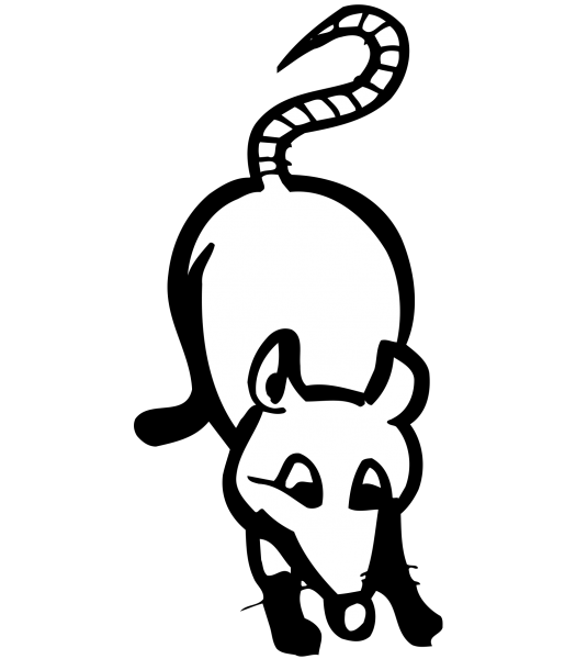 Rat - Dieren & Natuur