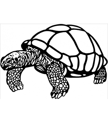 Schildpad2