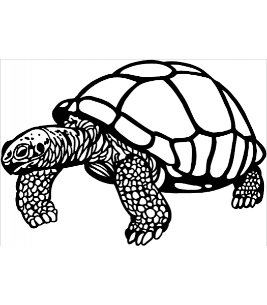 Schildpad2 - Dieren & Natuur