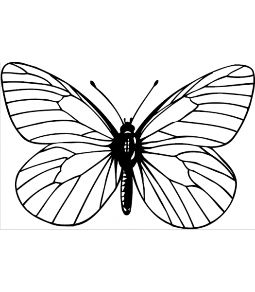 Vlinder3 - Dieren & Natuur